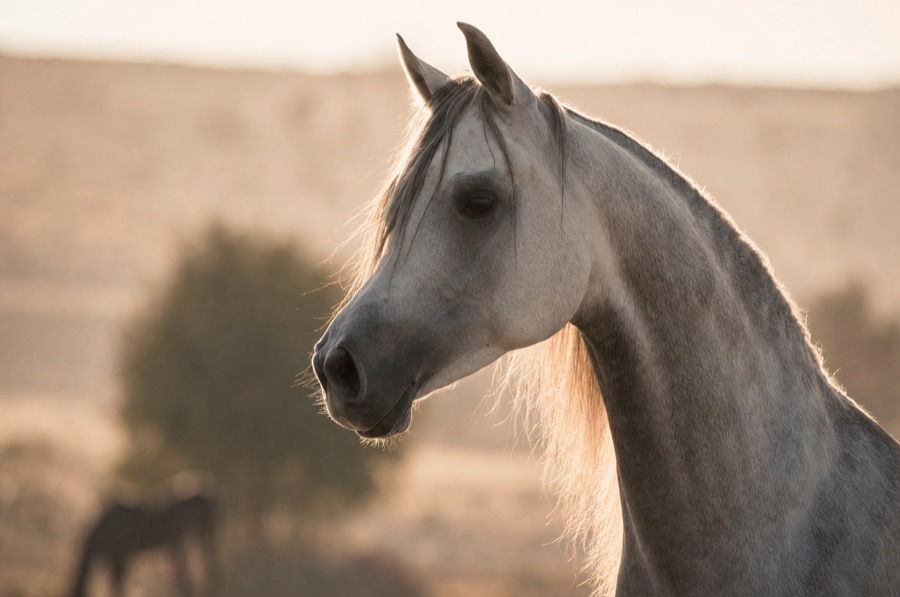 Arabians horses