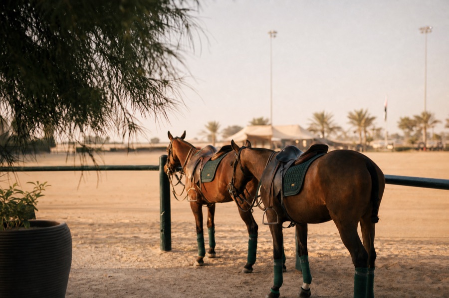 Polo Ponies horses