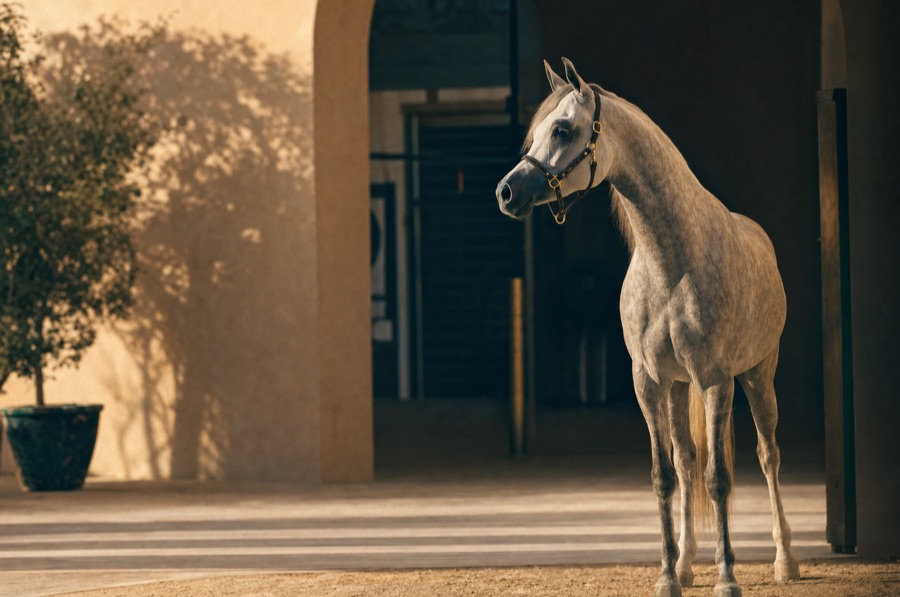 Stallions at stud